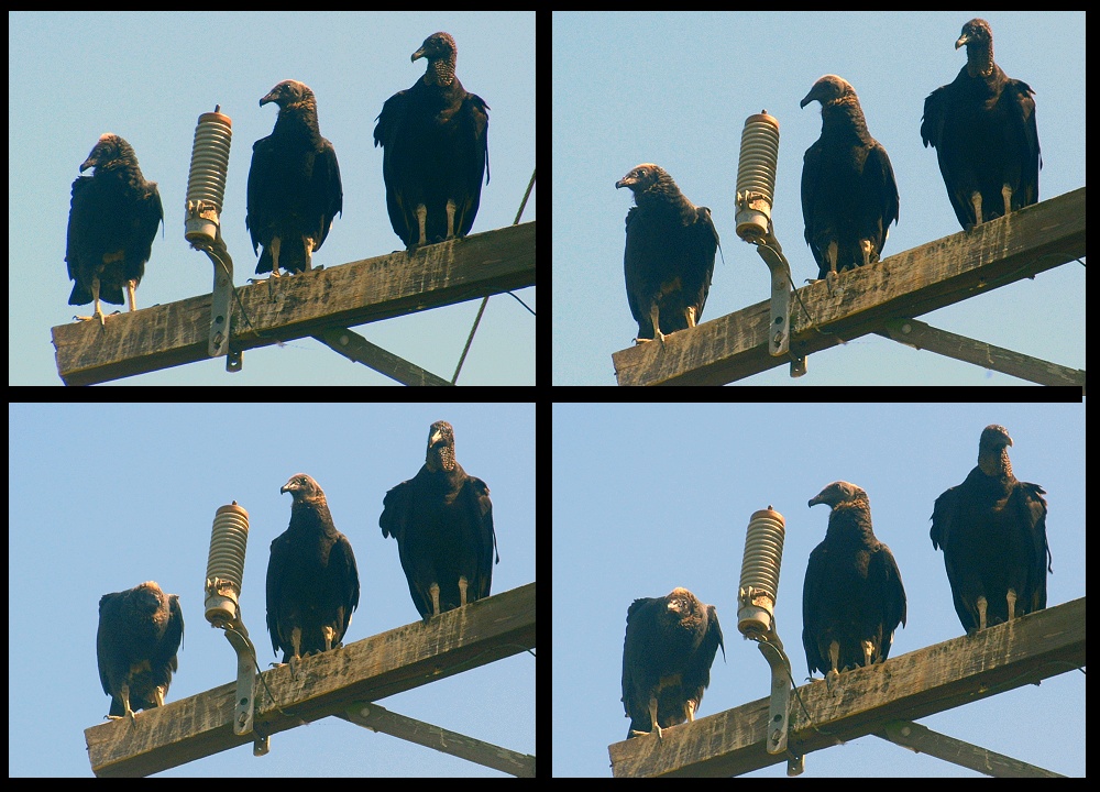 (02) turkey vulture montage.jpg   (1000x720)   275 Kb                                    Click to display next picture